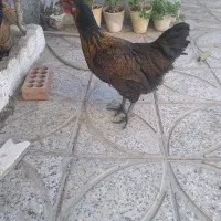 مرغ جوان تخم گذار در دهاقان