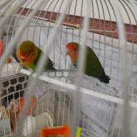 یک جفت کوتوله سالم ۲۵۰۰