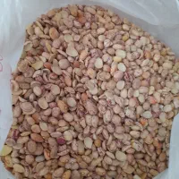 فروش ویژه لوبیا چیتی