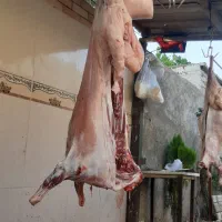 گوسفند زنده کهره بره