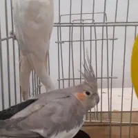 عروس هلندی نر و ماده وقفس