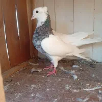 کبوتر بلند پرواز به شرط بازی میدم