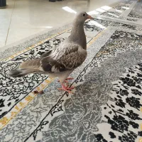 کبوتر|پرنده|اصفهان, حصه جنوبی|دیوار