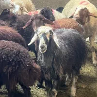 پخشگوسفند زنده