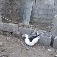 اردک اسرایلی مینیاتوری