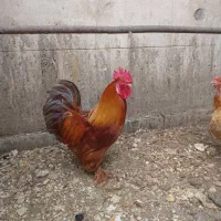 خروس برهما پاتریج اصل ۸ماهه