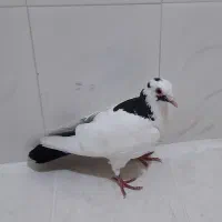 پرنده