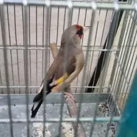 سهره نر بخون  جفتی