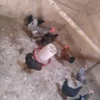 مرغ و خروس تخم گذار میبد