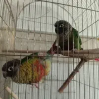 گرینچیک جفت