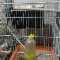 عروس هلندی