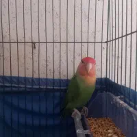 کوتوله نر فیشر  ومرغ عشق نر