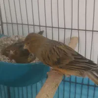 یک جفت قناری نر و ماده مولد