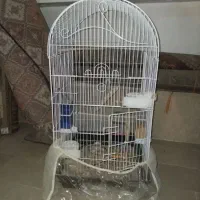 قفس کاسکو