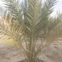 فروش نخل آلو مهتری کمیاب