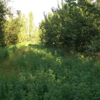 فروش-باغ