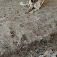 سگ دورگه پژدر