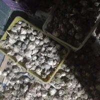 سیر محلی|خدمات باغبانی و درختکاری|فورگ, |دیوار