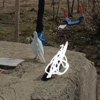 کبوتر