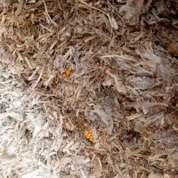 ذرت سیلو آب چاه