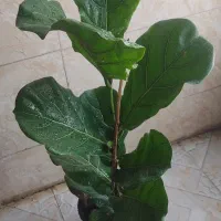 گل و گیاه|گل و گیاه طبیعی|جهرم, |دیوار