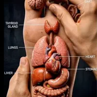 کایروپراکتیک، رگ گیری