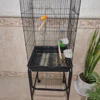 قناری سرخ نر