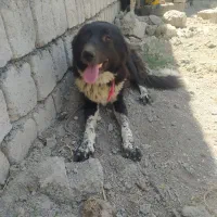 سگ گله قدرجونی