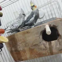 یک جفت عروس هلندی