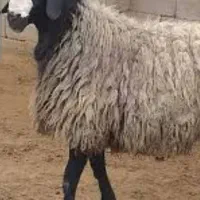 قصابی برا قربانی