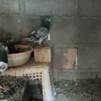 کفتر بفروش میرسد