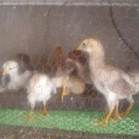 جوجه قوغاز  لاری گلین تخم سبز