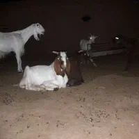 بزغاله چاق درجه یک