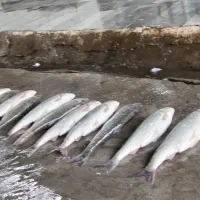 ماهی فروش عمده