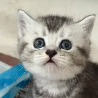 بچه گربه اسکاتیش