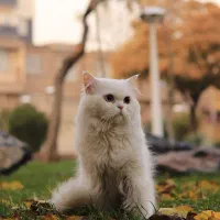 گربه پرشین سوپر فلت صورت عروسکی