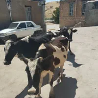 ۴راس گاو جوان