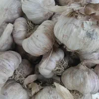 سیر تازه