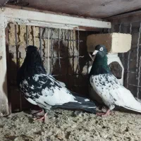 کله سیاه|پرنده|تاکستان, |دیوار