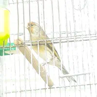 سهره قناری