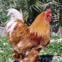 خروس برهما