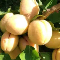 زرد آلو عسگر آباد
