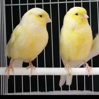 ماده قناری  آماده