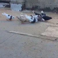 پرنده تیپی