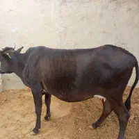 ماده گاو جهت نذری