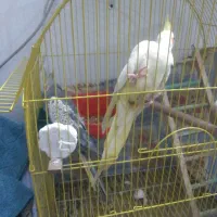 ماده