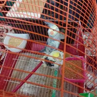 عروس هلندی نروماده