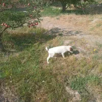توله سه ماهه سرابی اصل