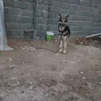 سگ ژرمن ماده