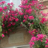 فروش انواع گل ساناز رونده فقط ۴۰ هزار تومان